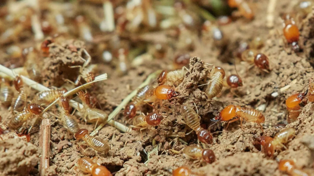 Flying Ants vs Termites: How to Tell the Difference Fast