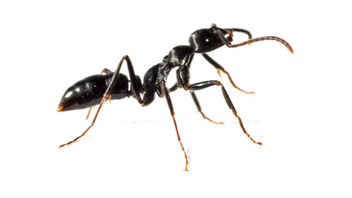 How to Get Rid of Carpenter Ants: Find the Nest, Then Treat It
